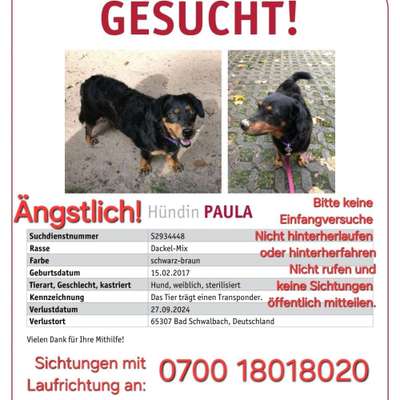 Suchmeldung-Paula-Bild