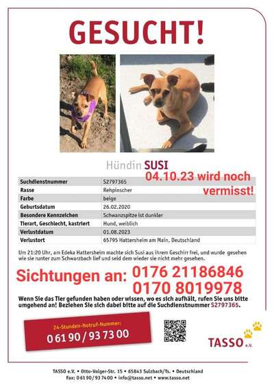 Suchmeldung-Susi-Bild