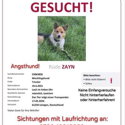 Suchmeldung-Zayn-Bild