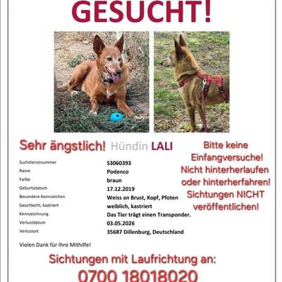 Suchmeldung-Lali-Bild
