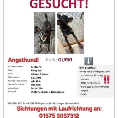 Suchmeldung-Gurki-Bild