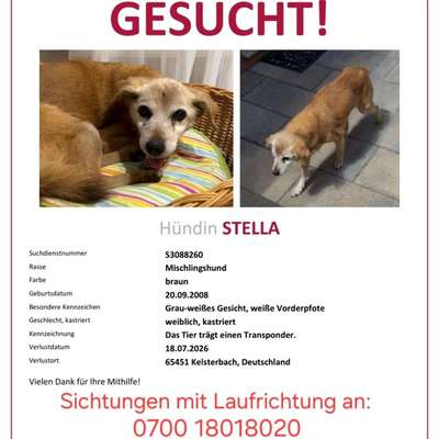 Suchmeldung-Stella-Bild