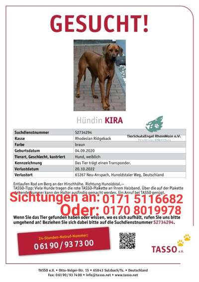 Suchmeldung-Kira-Bild