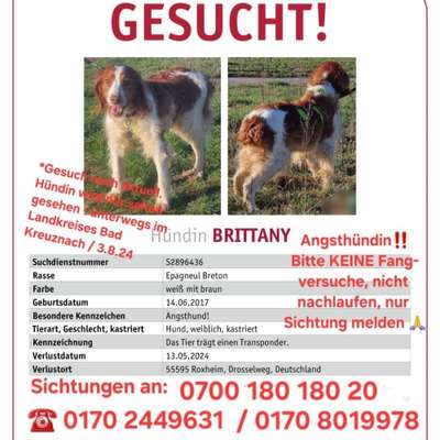 Suchmeldung-BRITTANY-Bild