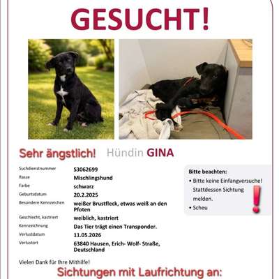 Suchmeldung-Gina-Bild