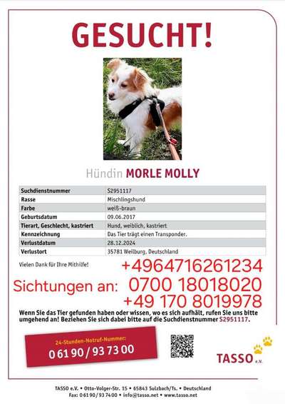 Suchmeldung-Morle (Molly)-Bild