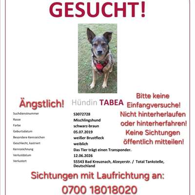 Suchmeldung-Tabea-Bild