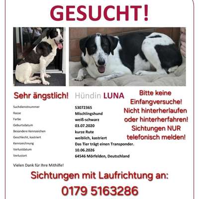Suchmeldung-Luna-Bild