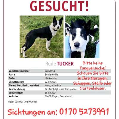 Suchmeldung-Tucker-Bild