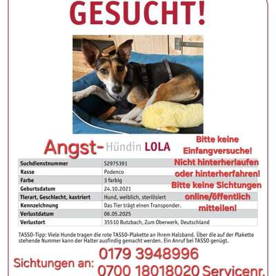Suchmeldung-Lola-Bild