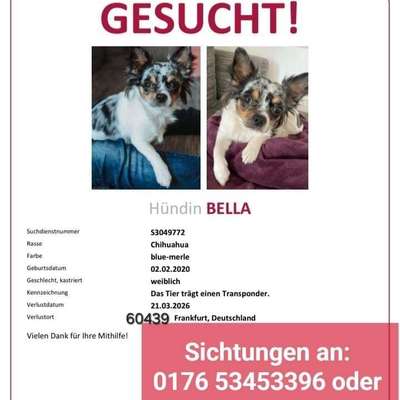 Suchmeldung-Bella-Bild