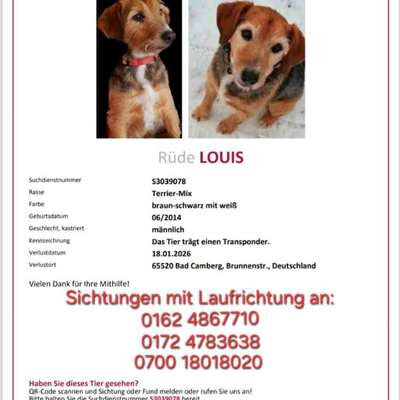 Suchmeldung-Louis-Bild