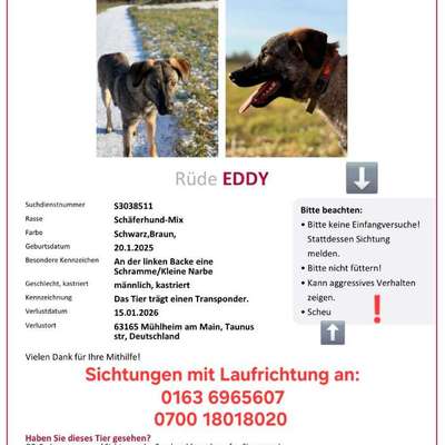 Suchmeldung-Eddy-Bild