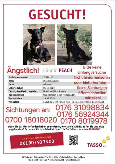 Suchmeldung-Peach-Bild