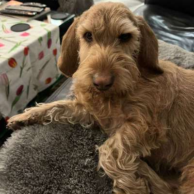 Suchmeldung-Paula-Bild