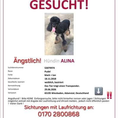 Suchmeldung-Alina-Bild
