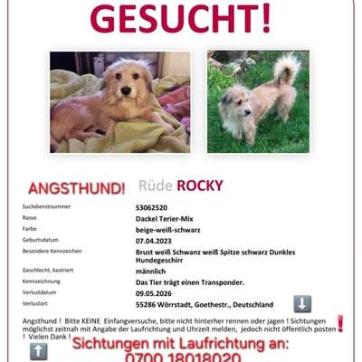 Suchmeldung-Rocky-Bild