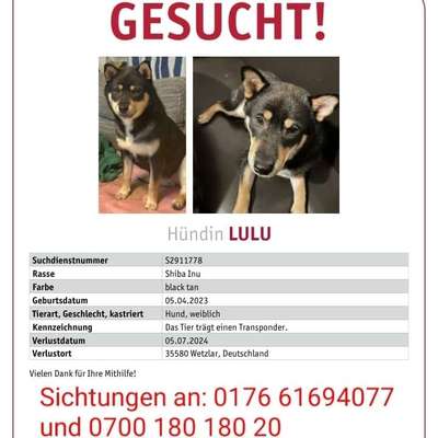 Suchmeldung-Lulu-Bild