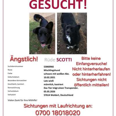 Suchmeldung-Scotti-Bild