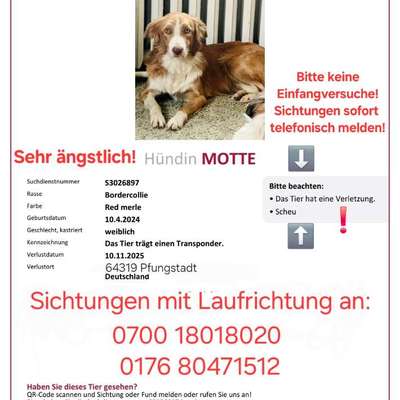 Suchmeldung-Motte-Bild