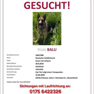 Suchmeldung-Balu-Bild