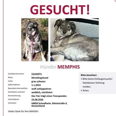Suchmeldung-Memphis-Bild