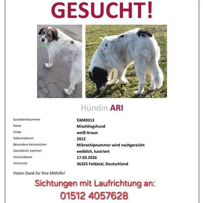 Suchmeldung-Ari-Bild