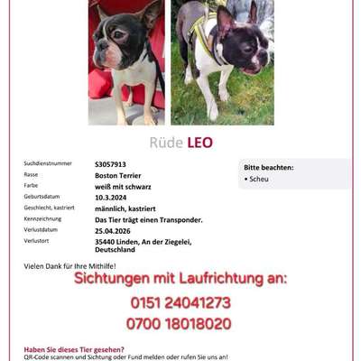 Suchmeldung-Leo-Bild