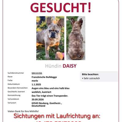 Suchmeldung-Daisy-Bild