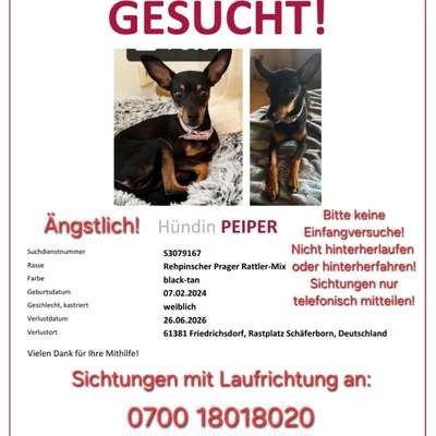 Suchmeldung-Peiper-Bild