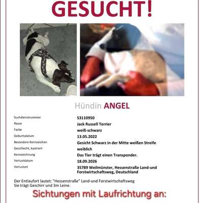 Suchmeldung-Angel-Bild