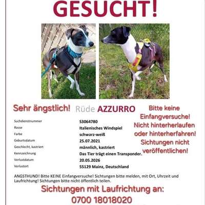 Suchmeldung-Azzurro-Bild