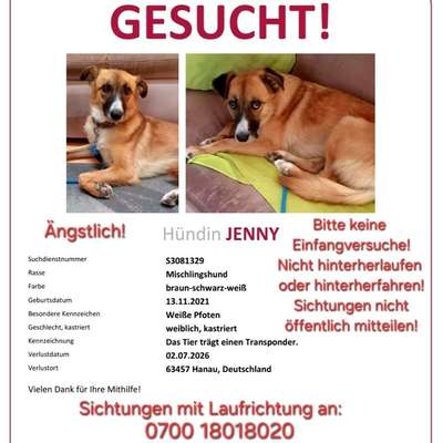 Suchmeldung-Jenny-Bild