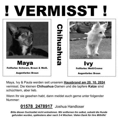 Suchmeldung-Ivy und Maya-Bild