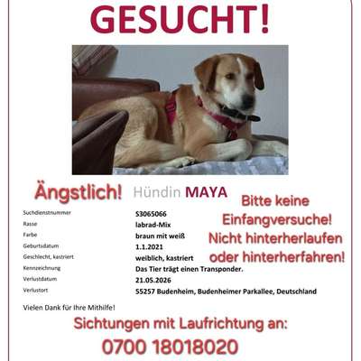 Suchmeldung-Maya-Bild