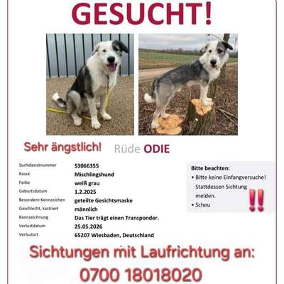 Suchmeldung-Odie-Bild