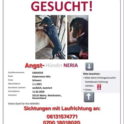 Suchmeldung-Neria-Bild