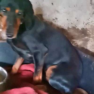 Suchmeldung-Neria-Bild