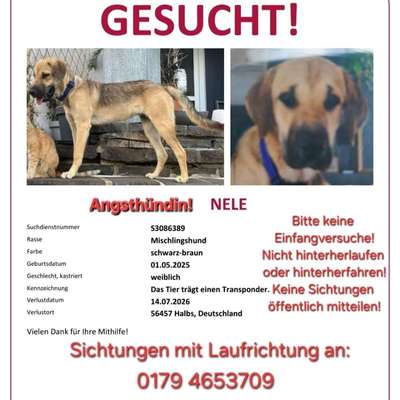 Suchmeldung-Nele-Bild