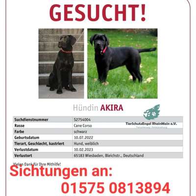 Suchmeldung-Akira-Bild