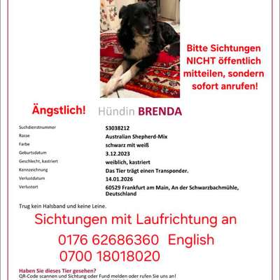 Suchmeldung-Brenda-Bild