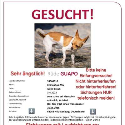 Suchmeldung-Guapo-Bild