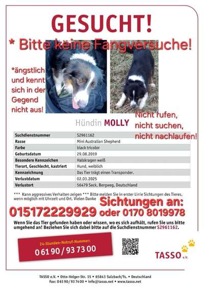 Suchmeldung-Molly-Bild