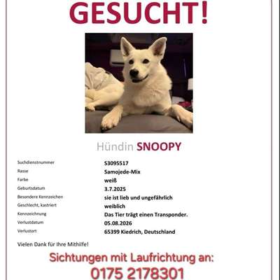 Suchmeldung-Snoopy-Bild