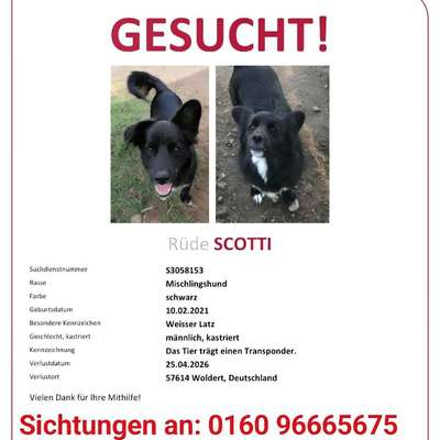 Suchmeldung-Scotty-Bild