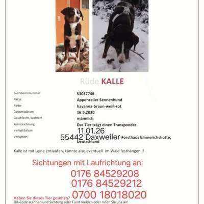 Suchmeldung-Kalle-Bild