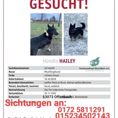 Suchmeldung-Hailey-Bild