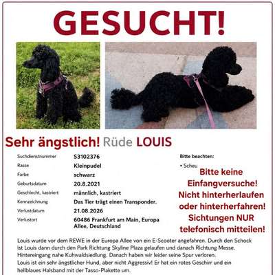 Suchmeldung-Louis-Bild