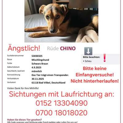 Suchmeldung-Chino-Bild
