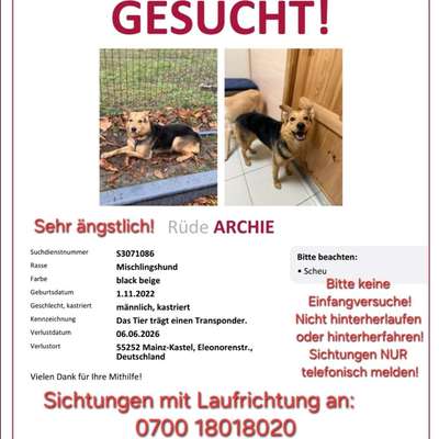 Suchmeldung-Archie-Bild